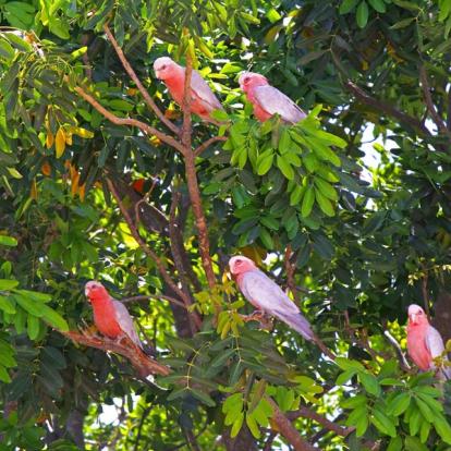 Parc National De Kakadu - Galah Cockatoos A Découvrir en Australie - Parc National de Kakadu