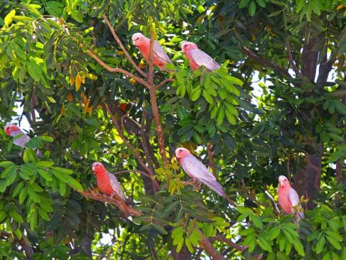 Parc National De Kakadu - Galah Cockatoos A Découvrir en Australie - Parc National de Kakadu