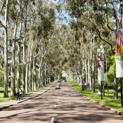 Perth  - Kings Park Eucalyptus Road A Découvrir en Australie - Perth