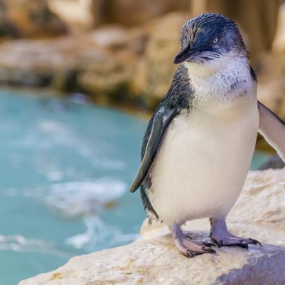 Penguin Island, Rockingham A Découvrir en Australie - Perth