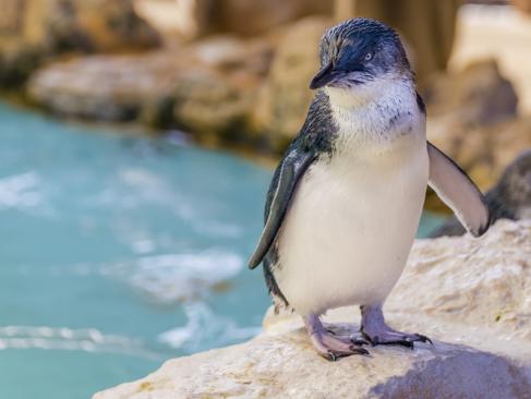 Penguin Island, Rockingham A Découvrir en Australie - Perth