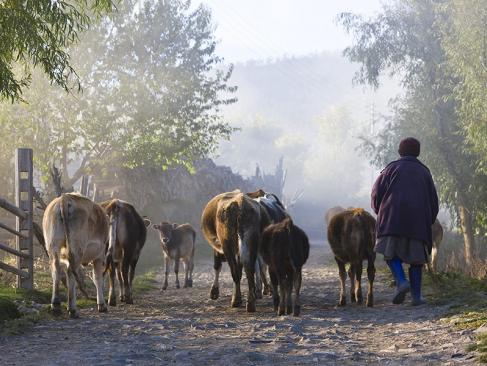 Village D'Ura, Vallée D'Ura, Bumthang A Découvrir au Bhoutan - Bumthang
