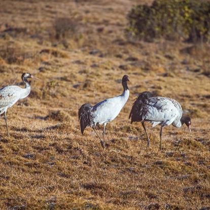 A Découvrir au Bhoutan - La Vallée de Phobjikha