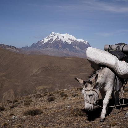 A Découvrir en Bolivie - La Cordillère Royale