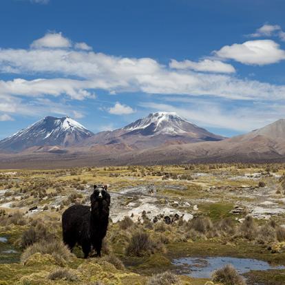 A Découvrir en Bolivie - Le Parc de Sajama