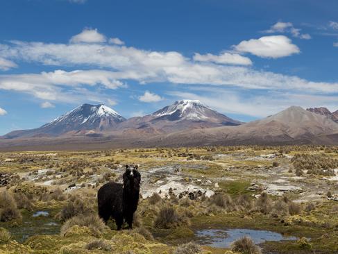 A Découvrir en Bolivie - Le Parc de Sajama
