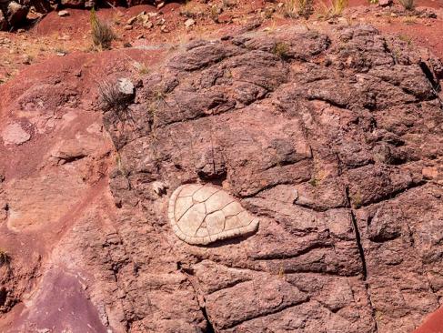 Parc National De Torotoro - Fossile De Tortue A Découvrir en Bolivie - Le Parc de Torotoro