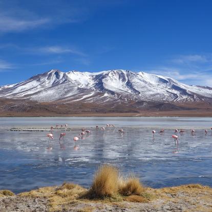 Laguna Hedionda, Sud Lipez A Découvrir en Bolivie - Le Lipez