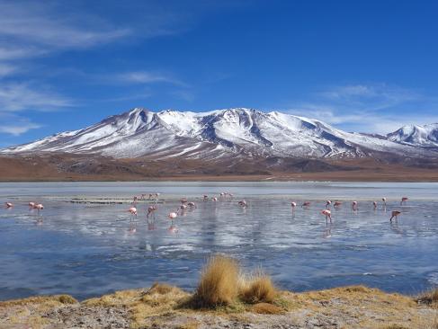 Laguna Hedionda, Sud Lipez A Découvrir en Bolivie - Le Lipez