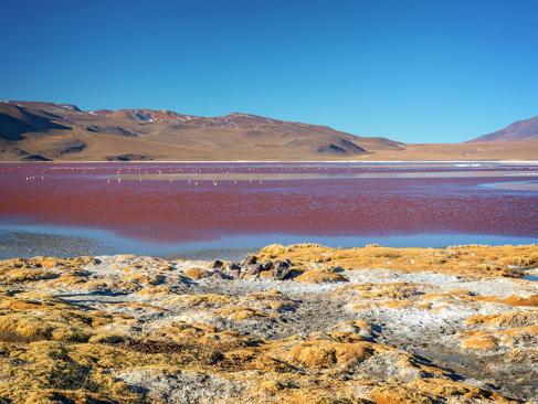 Lipez - Laguna Colorada A Découvrir en Bolivie - Le Lipez