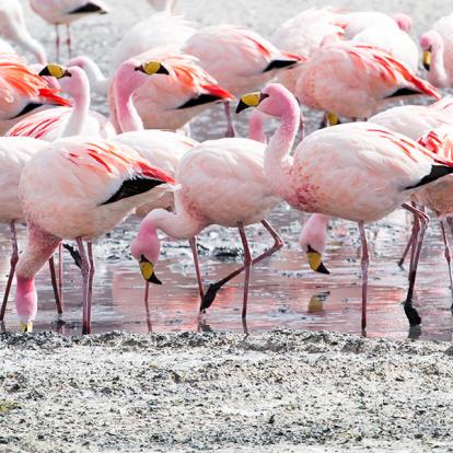 Lipez - Flamants Roses A Découvrir en Bolivie - Le Lipez