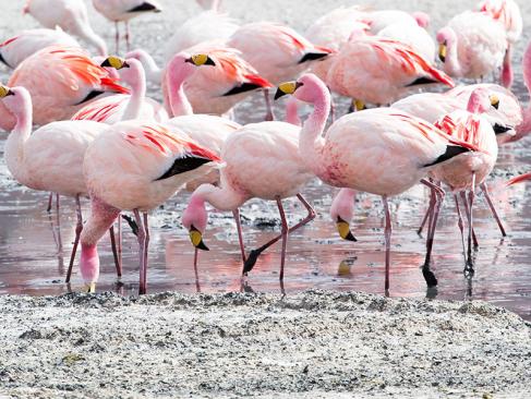 Lipez - Flamants Roses A Découvrir en Bolivie - Le Lipez