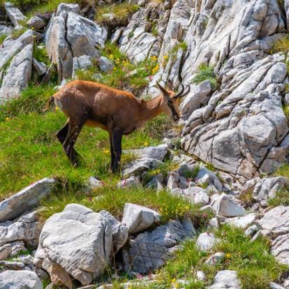 A Découvrir en Bulgarie - Le Parc National de Pirin
