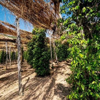 A Découvrir au Cambodge - Kampot