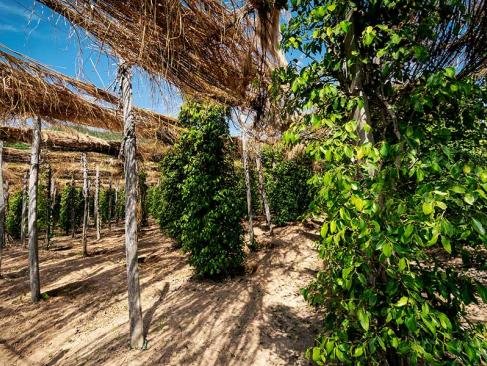 Kampot A Découvrir au Cambodge - Kampot