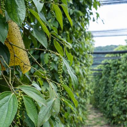 Le Poivre De Kampot A Découvrir au Cambodge - Kampot