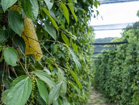Le Poivre De Kampot A Découvrir au Cambodge - Kampot