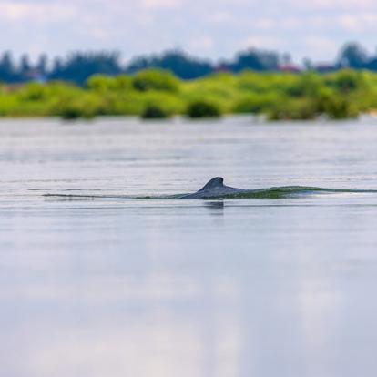 The Irrawaddy Dolphin A Découvrir au Cambodge - Kratie