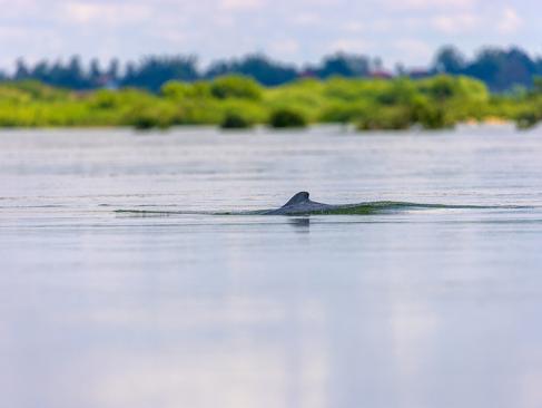 The Irrawaddy Dolphin A Découvrir au Cambodge - Kratie