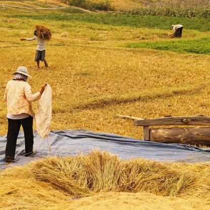 Koh Trong A Découvrir au Cambodge - Kratie