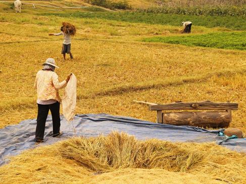 Koh Trong A Découvrir au Cambodge - Kratie