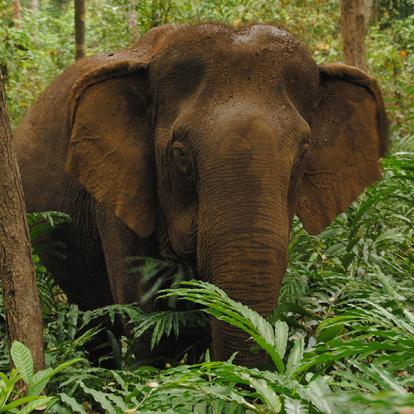 A Découvrir au Cambodge - La Province du Mondolkiri