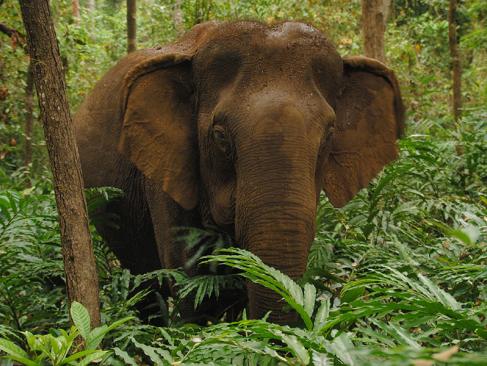 A Découvrir au Cambodge - La Province du Mondolkiri