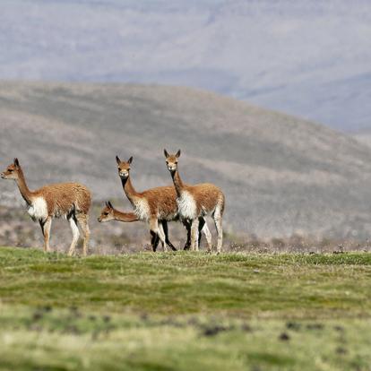 A Découvrir au Chili - Arica
