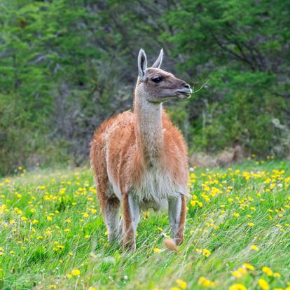 A Découvrir au Chili - La Vallée Chacabuco