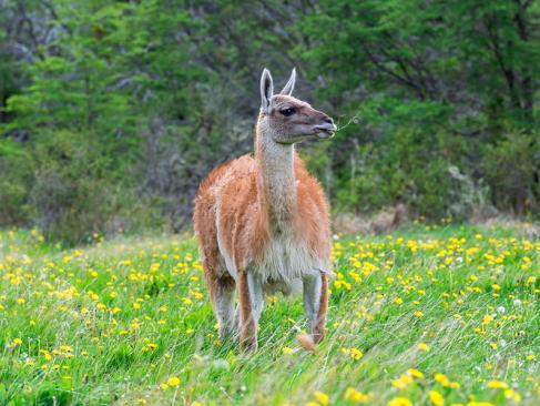 A Découvrir au Chili - La Vallée Chacabuco