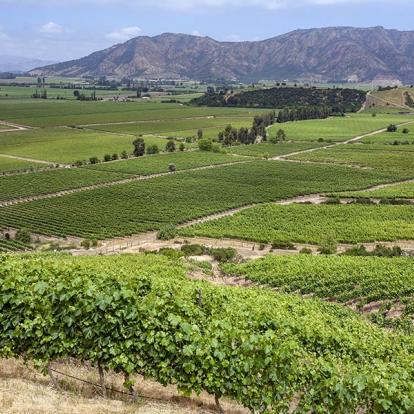 A Découvrir au Chili - La Vallée de Colchagua