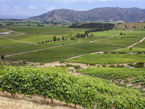 A Découvrir au Chili - La Vallée de Colchagua