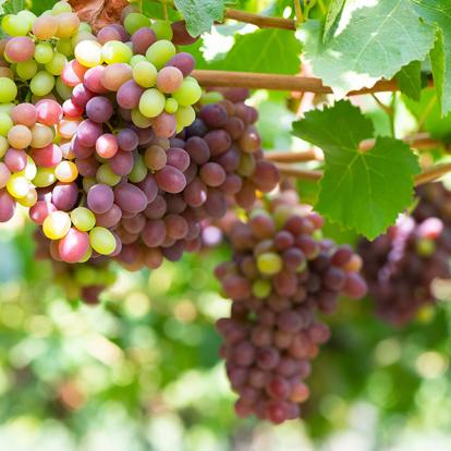 A Découvrir au Chili - La Vallée de Colchagua