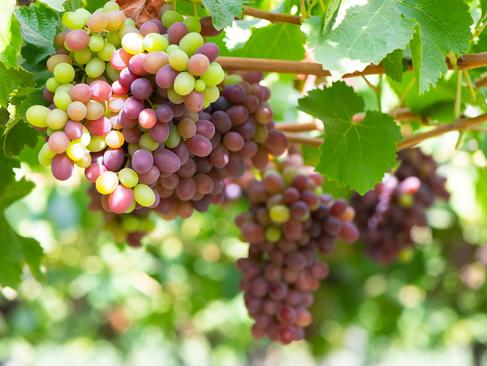 A Découvrir au Chili - La Vallée de Colchagua