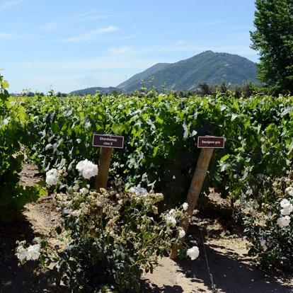 A Découvrir au Chili - La Vallée de Colchagua