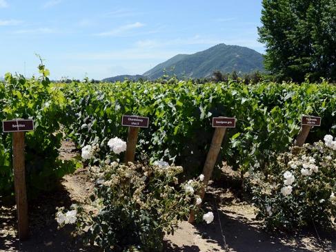 A Découvrir au Chili - La Vallée de Colchagua