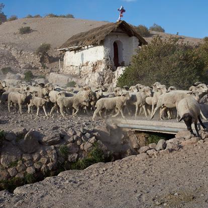 A Découvrir au Chili - Putre
