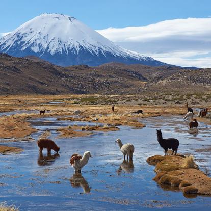 A Découvrir au Chili - Putre