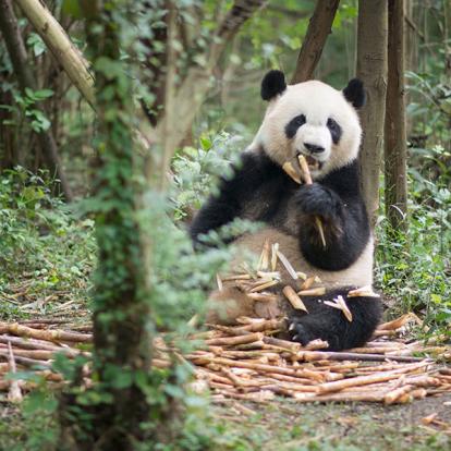 A Découvrir en Chine - Le Centre de Recherche sur les Pandas
