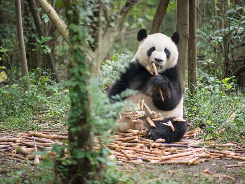 A Découvrir en Chine - Le Centre de Recherche sur les Pandas