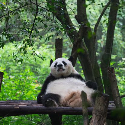 A Découvrir en Chine - Le Centre de Recherche sur les Pandas