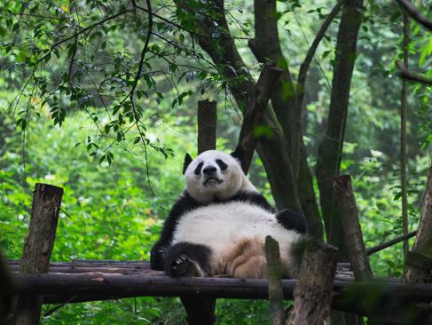 A Découvrir en Chine - Le Centre de Recherche sur les Pandas