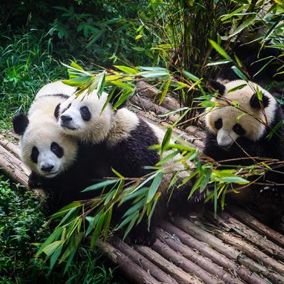 A Découvrir en Chine - Le Centre de Recherche sur les Pandas