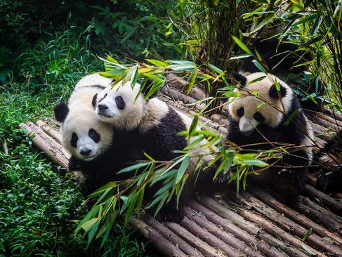 A Découvrir en Chine - Le Centre de Recherche sur les Pandas