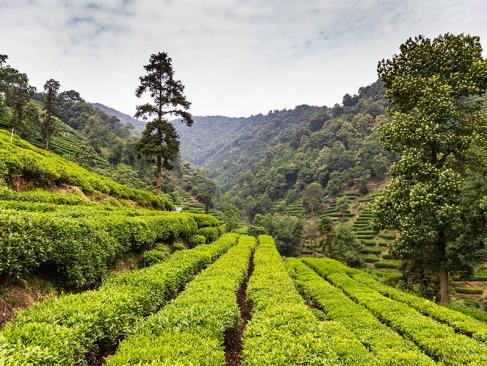 A Découvrir en Chine - Hangzou