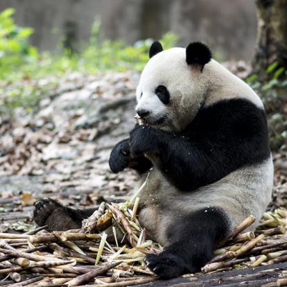 Chengdu - Research Base Of Giant Panda A Découvrir en Chine - La Province de Sichuan