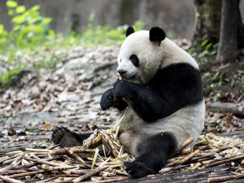 Chengdu - Research Base Of Giant Panda A Découvrir en Chine - La Province de Sichuan