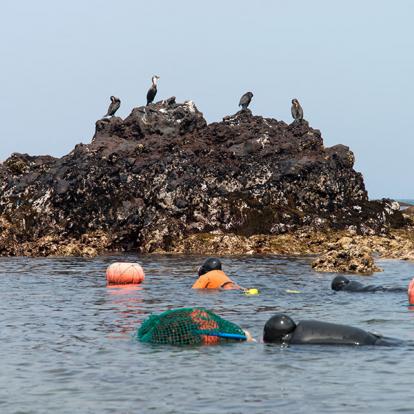 Jeju Island - Haenyeo (femmes Plongeuses En Apnée) A Découvrir en Corée du Sud - Jeju-do