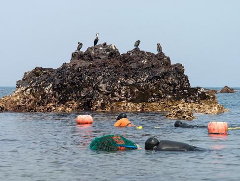 Jeju Island - Haenyeo (femmes Plongeuses En Apnée) A Découvrir en Corée du Sud - Jeju-do
