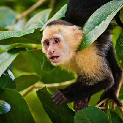 A Découvrir au Costa Rica - Cahuita & Puerto Viejo